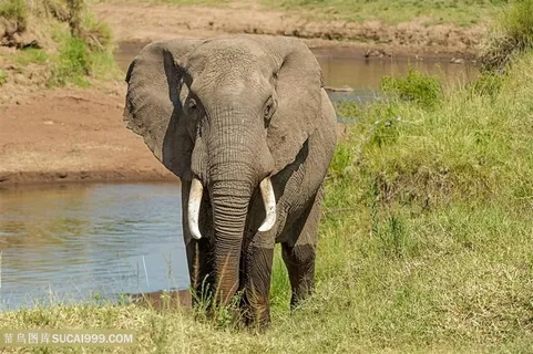 小河边的泰国大象图片