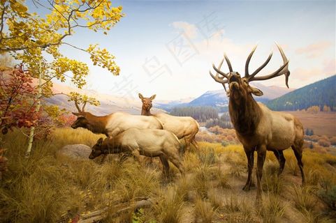 咆哮的麋鹿图片动物大全