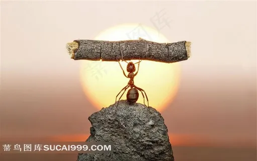 站在石头上举起树木的蚂蚁素材