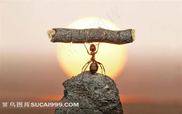 站在石头上举起树木的蚂蚁素材 站在石头上举起树木的蚂蚁素材