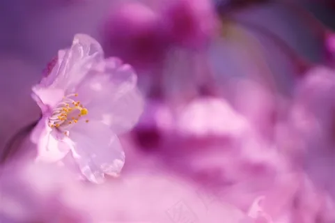 唯美梦幻樱花鲜花图片