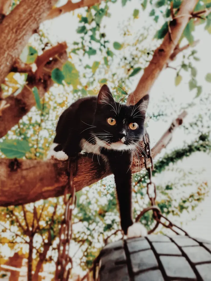 可爱猫咪猫猫摄影素材