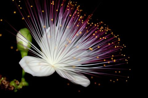 黑色背景前的鲜花创意设计高清图片