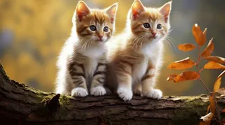 两只可爱的小猫咪站在树干树枝上玩耍摄影图