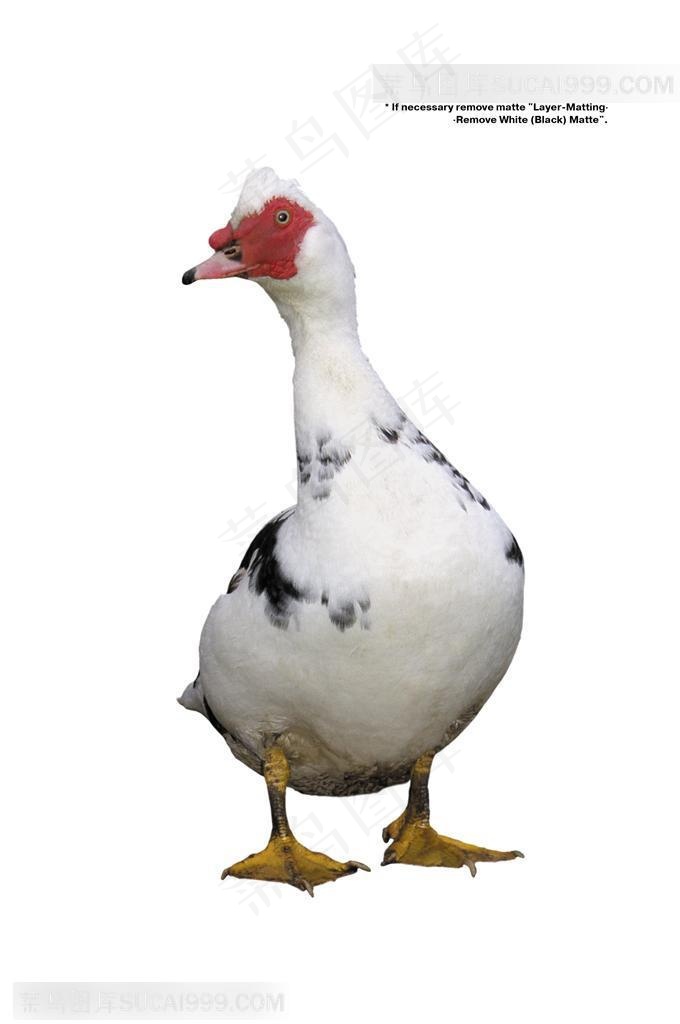 家禽家畜-张望的歪头的鸭子