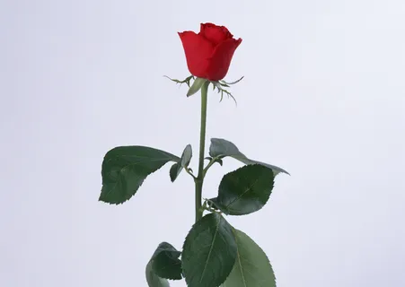 红色玫瑰花 红色玫瑰花