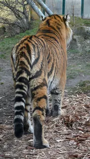 老虎动物园百兽之王虎王野生老虎动物