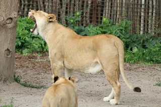 狮子动物园动物森林野生设计素材