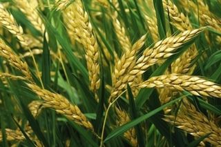 秋季小麦麦穗丰收背景