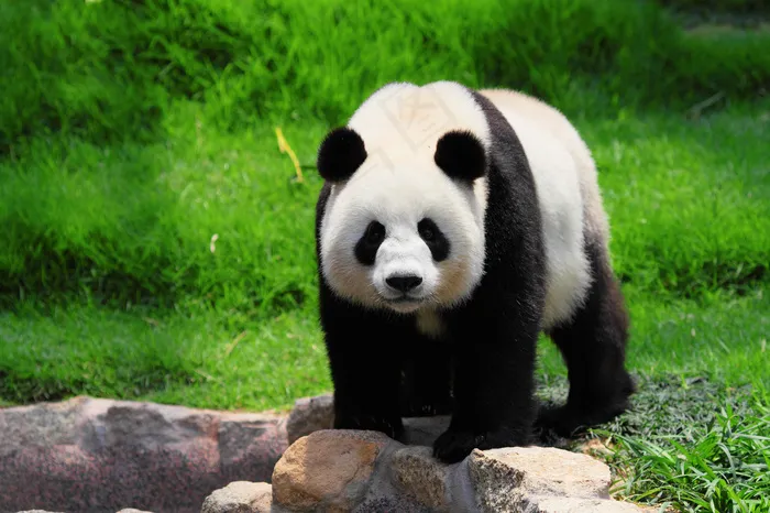 健壮的大小猫