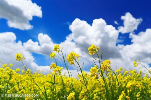 白云油菜花图片海报