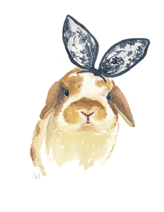 扎头巾兔子兔年