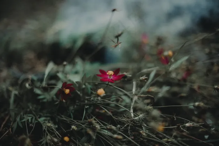 非主流花草意境图片