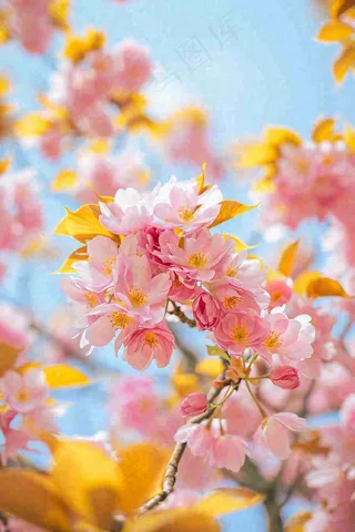 春天蓝天清新粉红桃花花朵树枝嫩叶，立春摄影图