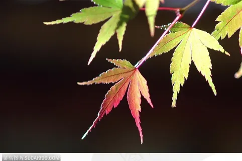 枫叶美景-微红的枫叶