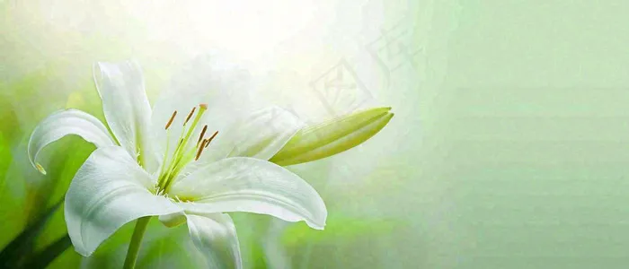 白色鲜花百合花鲜花意境简约，教师节淡雅摄影图(1680x720)