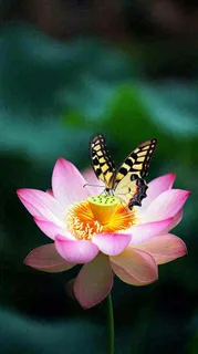 夏日清新荷塘荷花绿色大气摄影，立夏夏至处暑摄影图