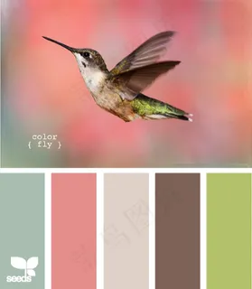 家禽鸟类配色色卡色彩搭配