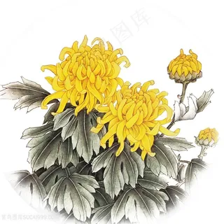国画菊花素材
