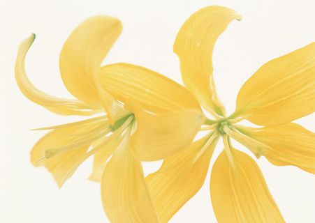黄色的漂亮花 黄色的漂亮花