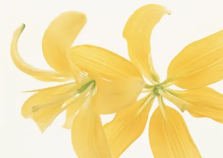 黄色的漂亮花 黄色的漂亮花