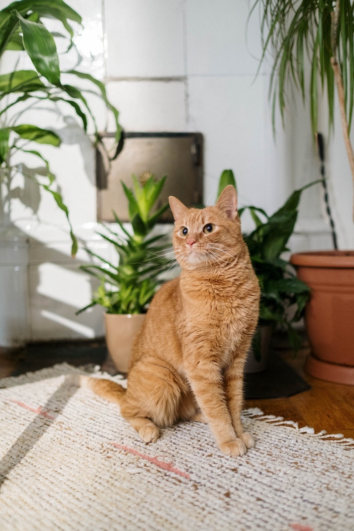 可爱猫咪猫猫摄影素材