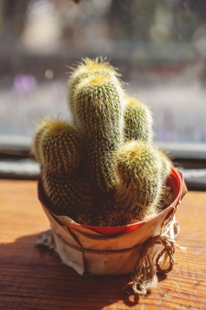 绿色仙人掌仙人球摄影素材