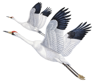 免扣。鹤、古风、飞鹤，