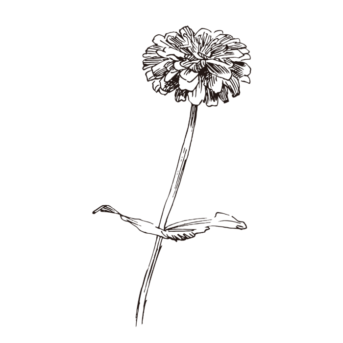 线条草本花卉手绘植物-鱼尾菊