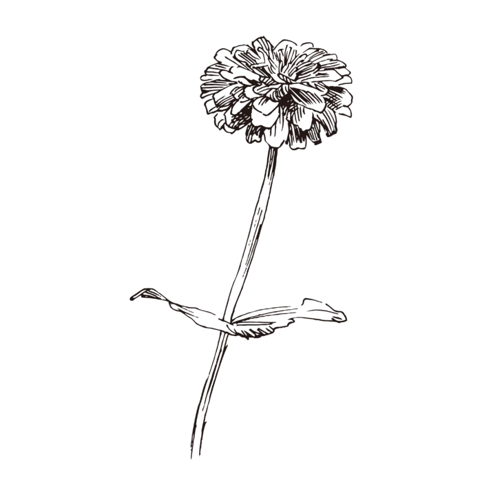 线条草本花卉手绘植物-鱼尾菊