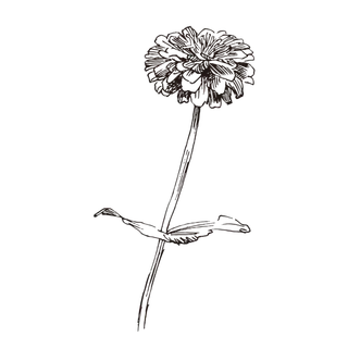 线条草本花卉手绘植物-鱼尾菊