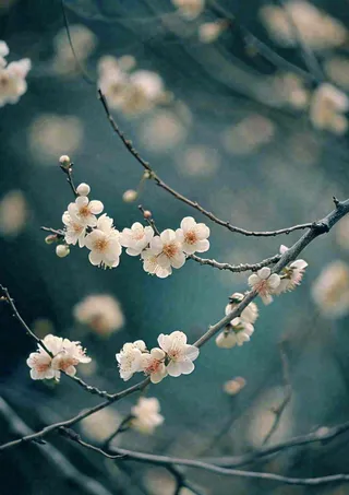 冬天浪漫白色花朵枝叶，冬季植物大雪小雪冬至新春摄影图