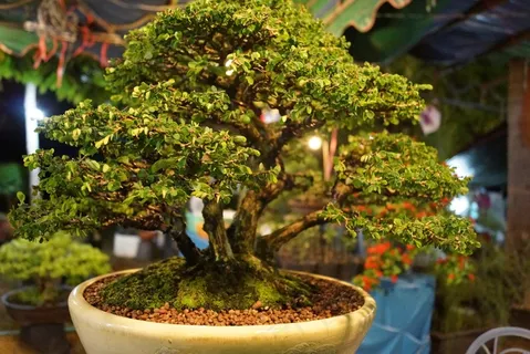 高清室内植物盆栽图片 高清室内植物盆栽图片