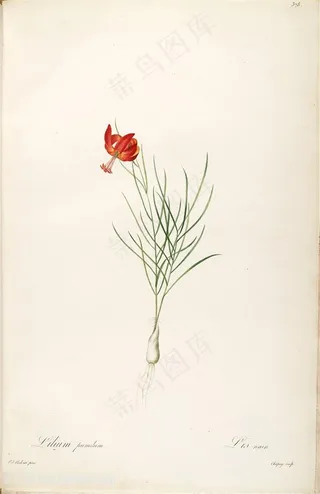 雷杜德原版高清唯美水彩花草图谱素材