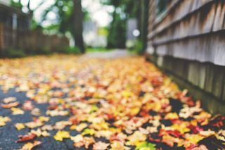 满地落叶立秋图