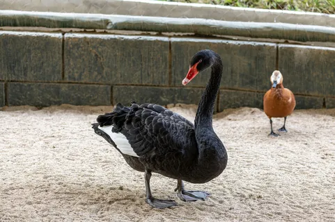 动物园里的黑天鹅