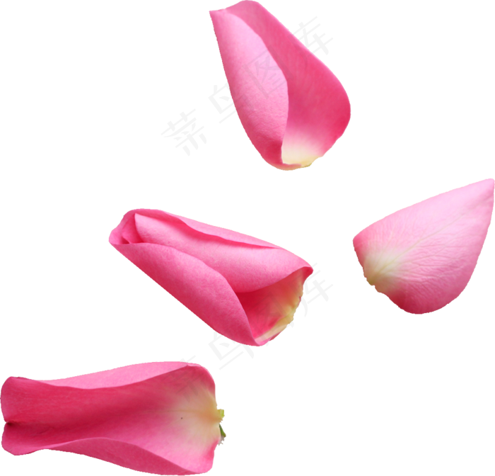 花瓣花朵免扣图片 
