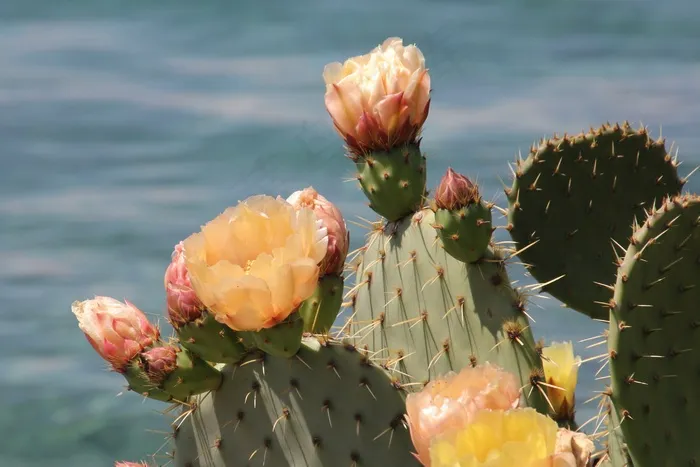 仙人掌花朵高清图片