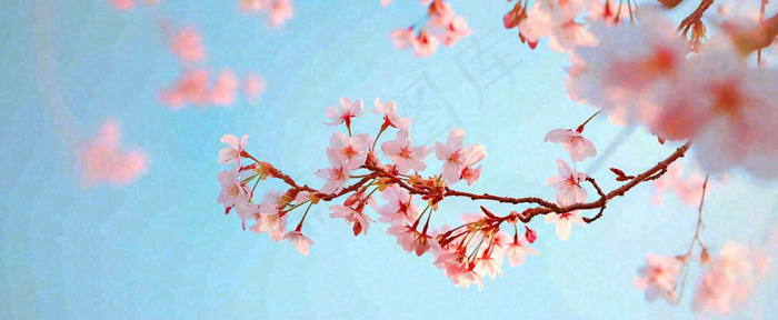 唯美粉色樱花花瓣春天浪漫梦幻蓝色，春分惊蛰摄影图(1712x704)