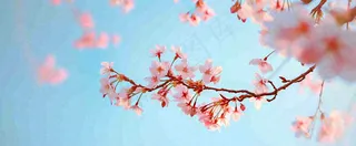 唯美粉色樱花花瓣春天浪漫梦幻蓝色，春分惊蛰摄影图