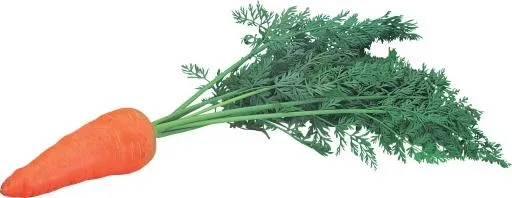 胡萝卜 PNG免抠(1616x628)