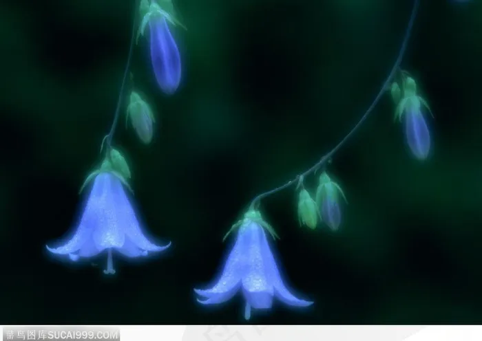 自然生物-蓝色的花朵