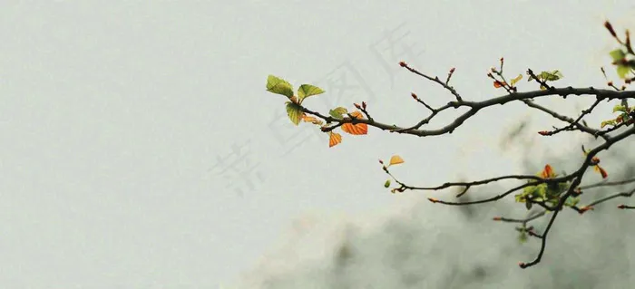 春天枝叶萌芽发芽绿叶，简约清新立春摄影图(1616x736)