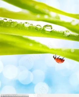 有露水的绿色植物和瓢虫 有露水的绿色植物和瓢虫