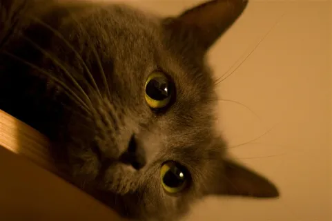 猫机灵摄影图片 猫机灵摄影图片