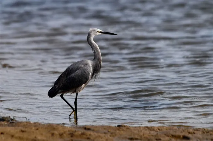 灰色的白鹭摄影大图