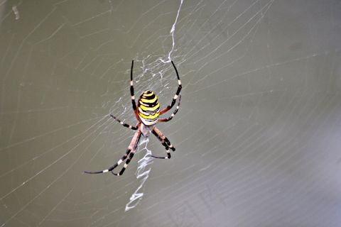 大蜘蛛知网图片