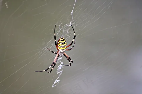 大蜘蛛知网图片