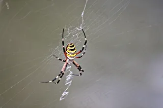 大蜘蛛知网图片