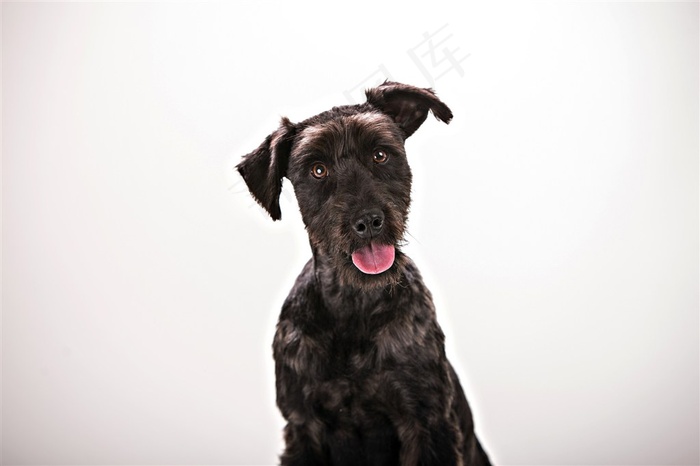 高清雪纳瑞狗狗图片